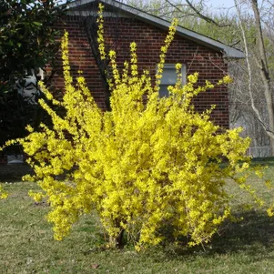 Форзиция Линвуд
Форзиция Линвуд