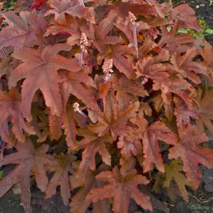 Гейхерелла Ред Ровер
Гейхерелла Ред Ровер