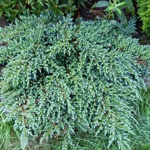 Можжевельник Литл Джоанна чешуйчатый
Можжевельник Литл Джоанна чешуйчатый