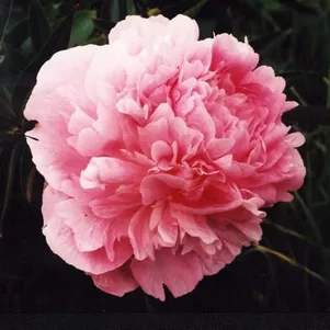 Пион Диннер Плейт
Пион Диннер Плейт