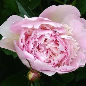 Пион Мадам Калот
Пион Мадам Калот