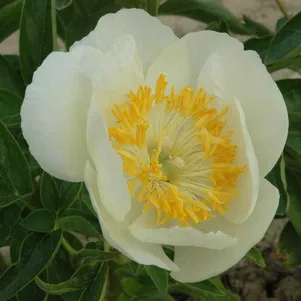 Пион Старлайт
Пион Старлайт