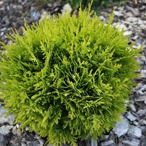 Туя шаровидная Мириам
Туя шаровидная Мириам