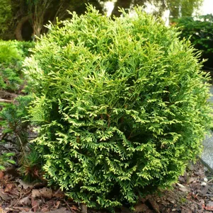 Туя шаровидная Вотерфилд
Туя шаровидная Вотерфилд