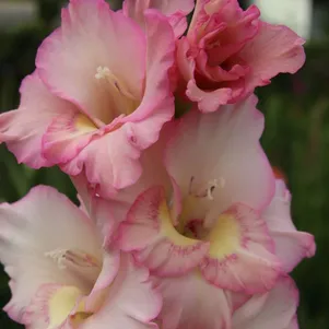 Гладиолус Мокрые ресницы
Гладиолус Мокрые ресницы