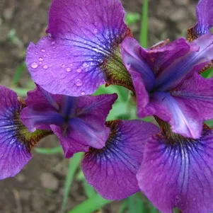 Ирис сибирский Хаббард
Ирис сибирский Хаббард