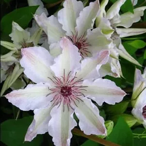 Клематис Фэйр Розамунд (Прекрасная Розамунда) крупноцветковый (2)
Клематис Фэйр Розамунд (Прекрасная Розамунда) крупноцветковый (2)