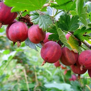 Крыжовник Колобок крупноплодный малошипный
Крыжовник Колобок крупноплодный малошипный