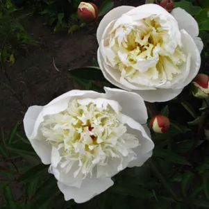 Пион Иммакюле
Пион Иммакюле