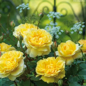 Роза Зе Поэтс Вайф, Д.Остин кустарниковая (лиц)
Роза Зе Поэтс Вайф, Д.Остин кустарниковая (лиц)