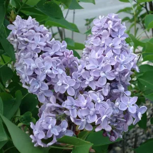 Сирень Президент Греви
Сирень Президент Греви