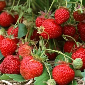 Клубника Зефир
Клубника Зефир