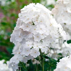 Флокс Пина Колада метельчатый
Флокс Пина Колада метельчатый