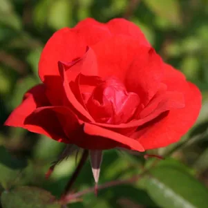 Роза Морден Файрглоу канадская парковая (лиц)
Роза Морден Файрглоу канадская парковая (лиц)