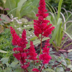 Астильба Арендса Спартан
Астильба Арендса Спартан