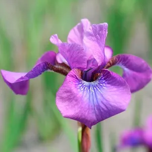 Ирис сибирский Тампер Тантрум
Ирис сибирский Тампер Тантрум