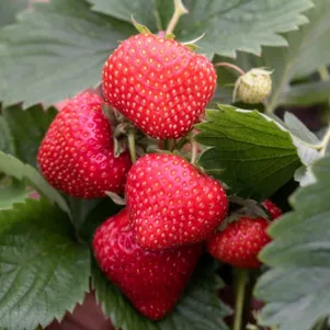 Клубника Альтесс
Клубника Альтесс