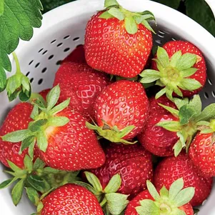 Клубника Сан Андреас
Клубника Сан Андреас