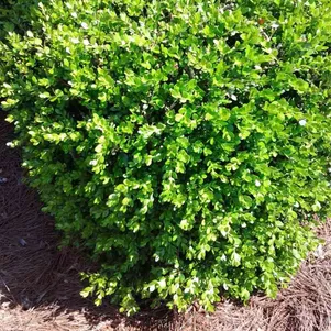 Падуб городчатый Глори Джем
Падуб городчатый Глори Джем