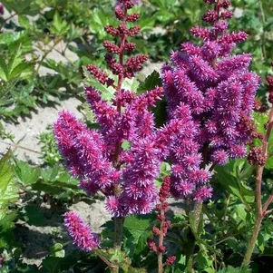 Астильба китайская Пепл Глори
Астильба китайская Пепл Глори