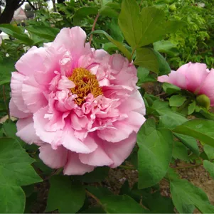 Пион Розовая точка древовидный
Пион Розовая точка древовидный