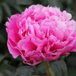 Пион Якорма
Пион Якорма