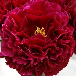 Пион Олд Фейтфул
Пион Олд Фейтфул