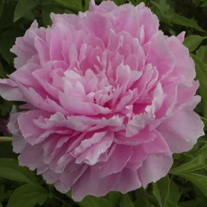 Пион Свит Хармони
Пион Свит Хармони