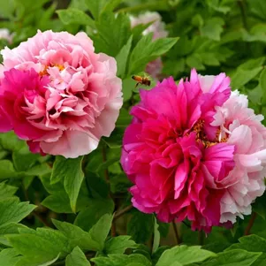 Пион Пепл Классикал Бьюти древовидный
Пион Пепл Классикал Бьюти древовидный