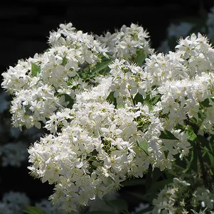 Дейция Лемуана
Дейция Лемуана