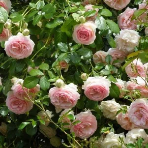 Роза Эден Роуз (Пьер Де Ронсар) плетистая, Топалович (лиц)
Роза Эден Роуз (Пьер Де Ронсар) плетистая, Топалович (лиц)