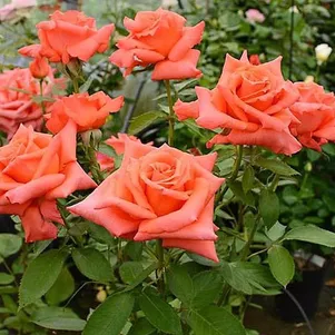 Роза Энн Вандерлав, НИРП (лиц)
Роза Энн Вандерлав, НИРП (лиц)