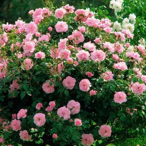 Роза Хайди канадская парковая (лиц)
Роза Хайди канадская парковая (лиц)