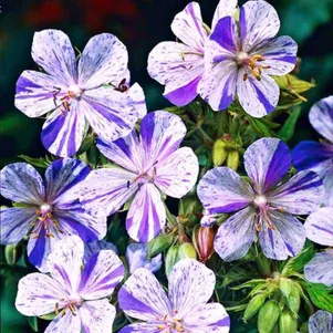 Герань Акатон луговая
Герань Акатон луговая