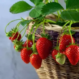 Земклуника Дар
Земклуника Дар