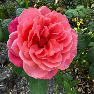 Роза Аптаун Герл флорибунда
Роза Аптаун Герл флорибунда