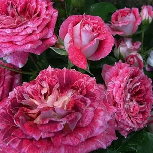Роза Летс Селебрейт флорибунда, Imperial Rose
Роза Летс Селебрейт флорибунда, Imperial Rose