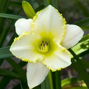 Лилейник Близард Бей
Лилейник Близард Бей