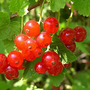 Смородина Ненаглядная красная
Смородина Ненаглядная красная