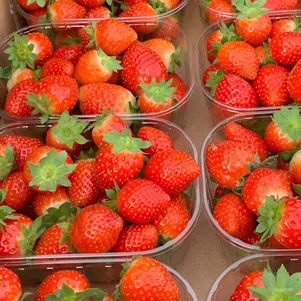 Клубника Фурор ремонтантная
Клубника Фурор ремонтантная