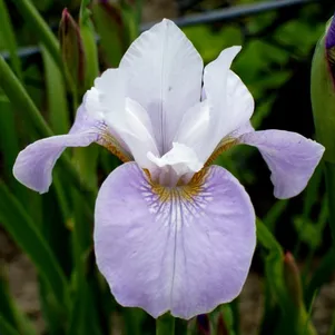 Ирис сибирский Данс Балерина Данс
Ирис сибирский Данс Балерина Данс