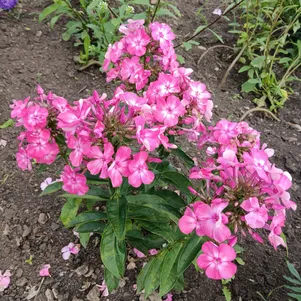 Флокс Евгения
Флокс Евгения