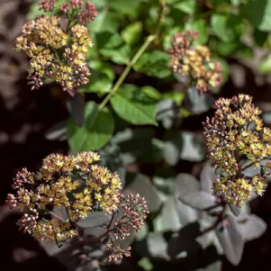 Очиток (седум) Еллоу Ксенокс
Очиток (седум) Еллоу Ксенокс