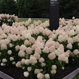 Гортензия Коттон крем (Хлопковый крем) метельчатая
Гортензия Коттон крем (Хлопковый крем) метельчатая