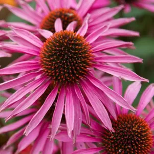 Эхинацея пурпурная Пика Белла
Эхинацея пурпурная Пика Белла