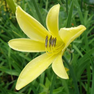 Лилейник Цитрина
Лилейник Цитрина