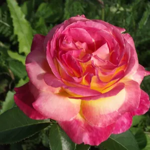 Роза Пульман Ориент Экспресс чайно-гибридная, Top Roses
Роза Пульман Ориент Экспресс чайно-гибридная, Top Roses