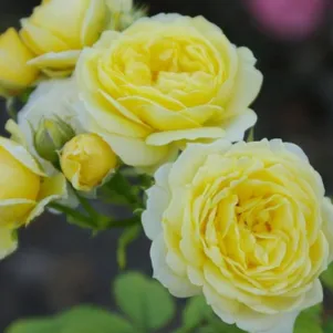 Роза Комтесс дю Бари флорибунда, Top Roses
Роза Комтесс дю Бари флорибунда, Top Roses
