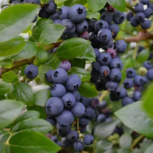 Голубика Джорма
Голубика Джорма