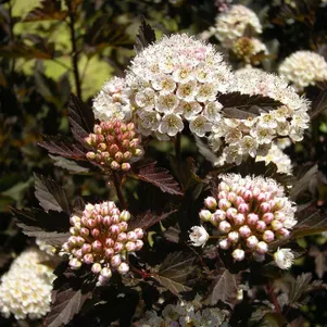 Пузыреплодник Олл Блэк
Пузыреплодник Олл Блэк